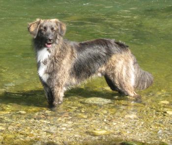 Velino