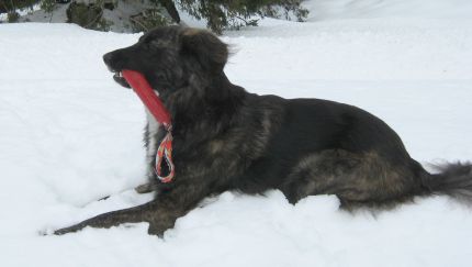 Velino