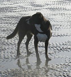 Laura am Strand