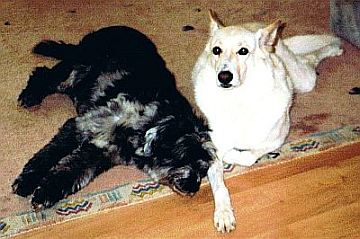 Liuck und Silva