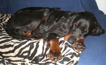 Ein Platz auf der Couch