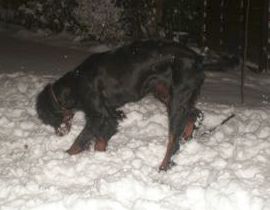 Im Schnee