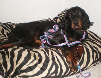 Geburtstagshund