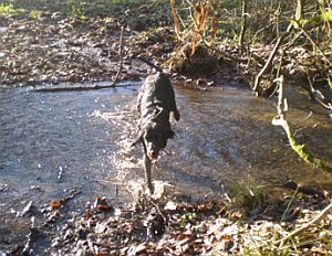 Im Wasser