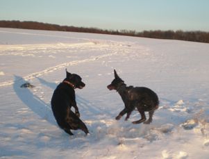 Toben im Schnee