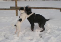 Toben im Schnee