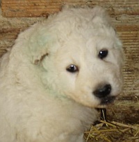 einer der Welpen