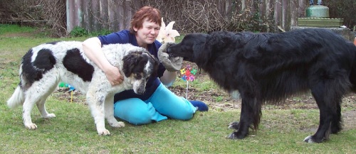 Margot und zwei große Hunde