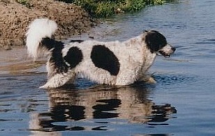 im Wasser