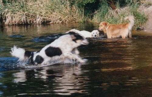 im Wasser