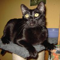 Micia
