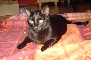 Micia