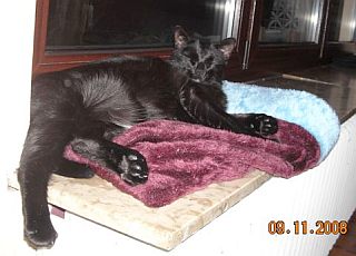 Prinzessin Micia