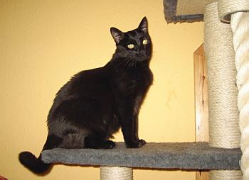 Micia