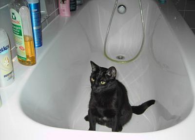 Micia
