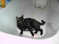 Micia