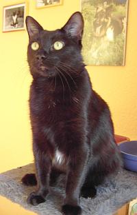 Micia
