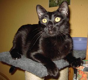 Micia
