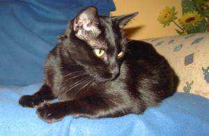 Micia