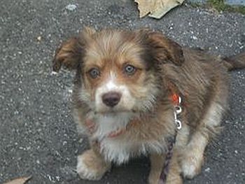 Buddy