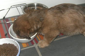 Buddy mit dem Katzenfutter