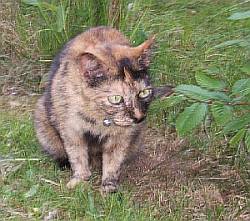 Molly