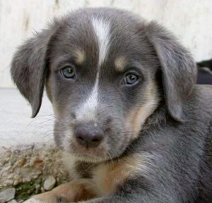 Merlin