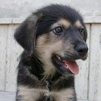 Mico
