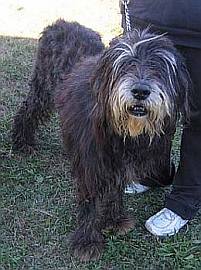 Nerone
