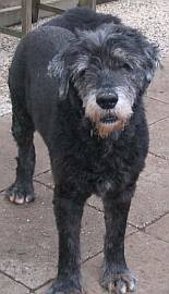 ein neuer Hund