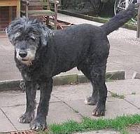 Nerone