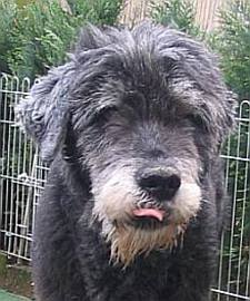 ein neuer Hund