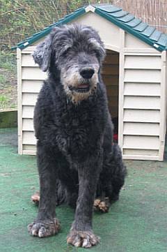 Nerone geschoren