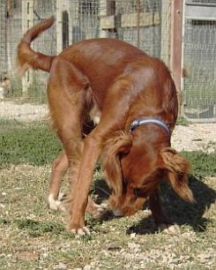 Obelix
