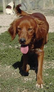 Obelix