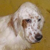 Oreste