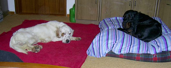 Oreste