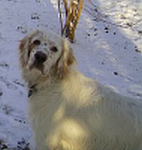 Oreste