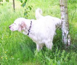 Oreste