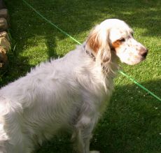 Oreste