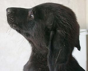 Orfeo