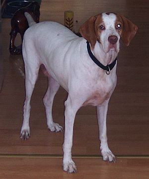 Pammi