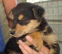 Ronja
