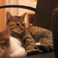 Rugi