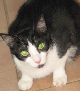 Silvestre