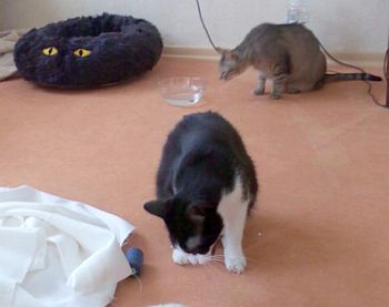 Silvestre und Micky