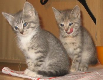 Shy und Söckchen