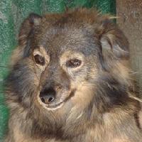 Stellina
