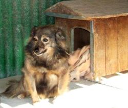 Stellina