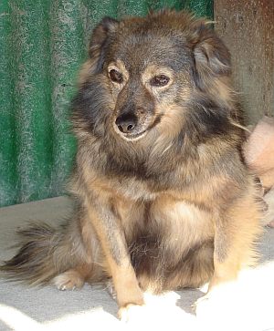Stellina